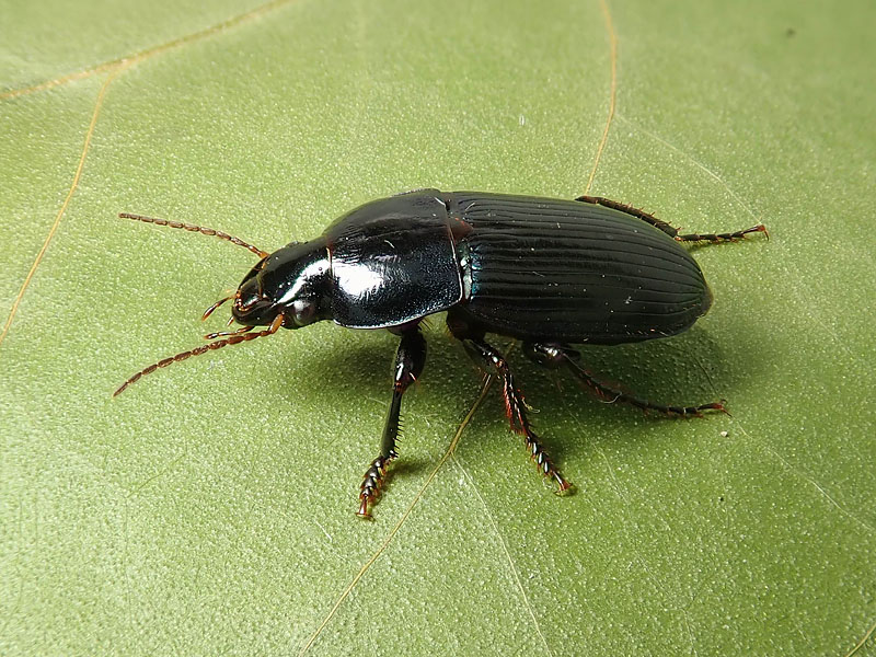 Carabidae: ancora Harpalus?  S, Harpalus dimidiatus